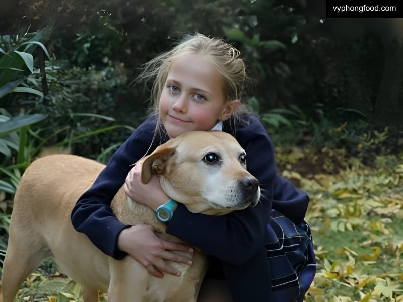 schoolgirl tested rooibos tea on diabetic dogs as part of science project which produced remarkable results vyphongfood.com south african rooibos tea African Dawn herbal tea for sleep for weightloss official import