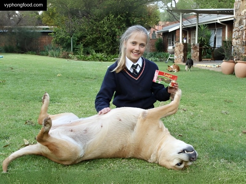 schoolgirl tested rooibos tea on diabetic dogs as part of science project which produced remarkable results vyphongfood.com south african rooibos tea African Dawn herbal tea for sleep for weightloss official import