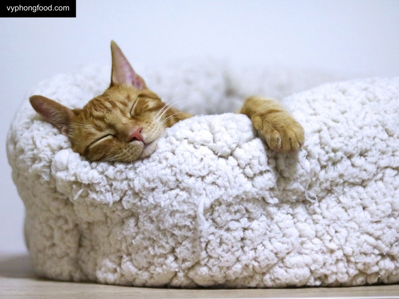 rooibos tea could be the antidote to south african poor sleep hygiene vyphongfood.com south african rooibos tea African Dawn herbal tea for sleep for weightloss official import