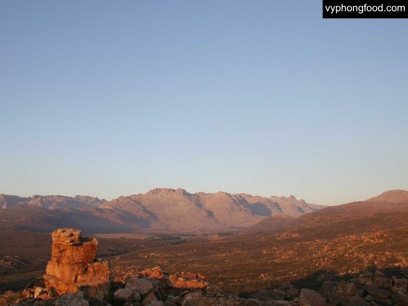 South African Rooibos Tea production in Cederberg: hand-harvested in Clanwilliam, leaves lightly oxidized and sun-dried; red and green rooibos shown from field to cup.