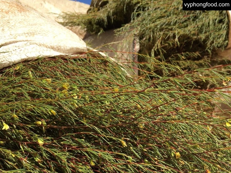 South African Rooibos Tea production in Cederberg: hand-harvested in Clanwilliam, leaves lightly oxidized and sun-dried; red and green rooibos shown from field to cup.
