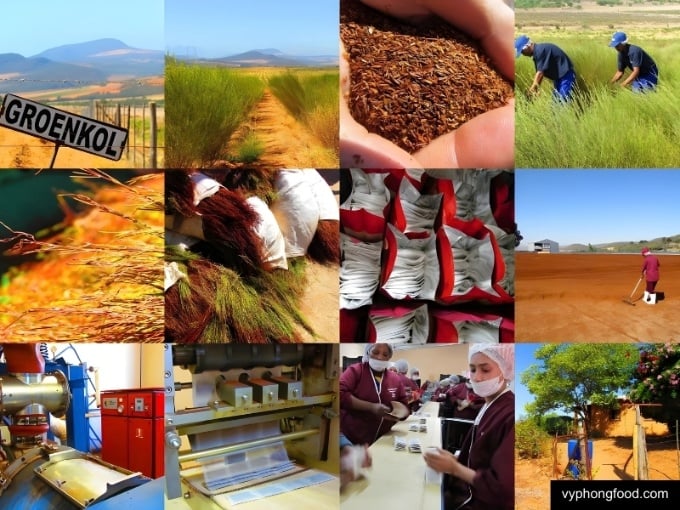 rooibos experience well-received by locals vyphongfood.com south african rooibos tea African Dawn herbal tea for sleep for weightloss official import