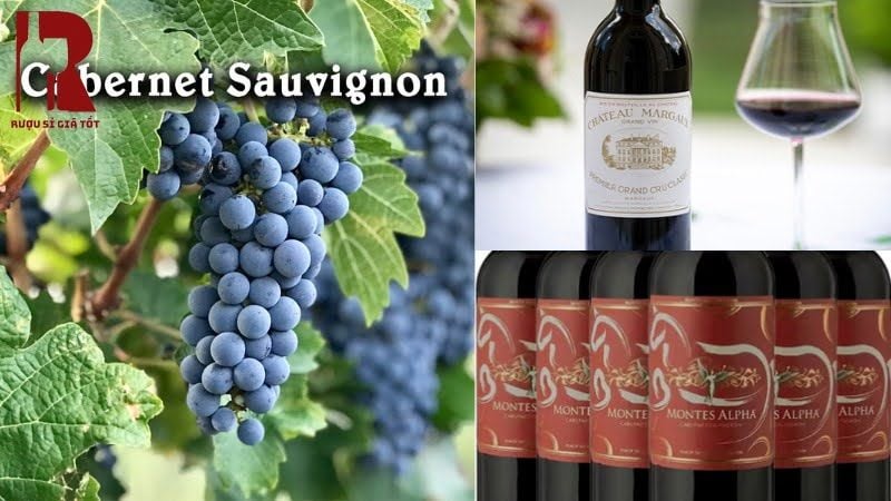 Cabernet Sauvignon