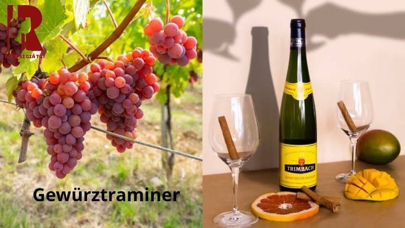 Giống nho Gewürztraminer