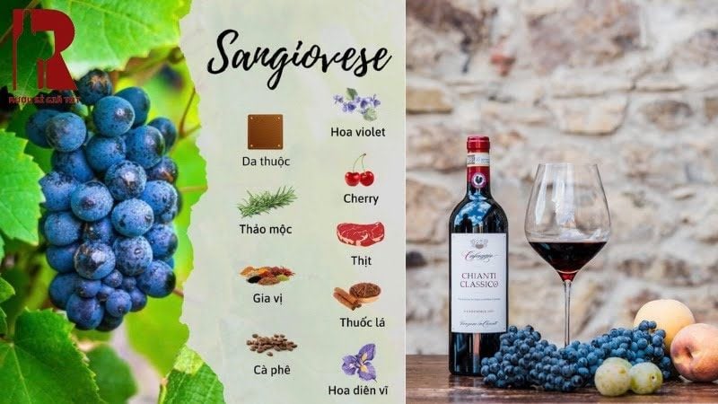 Giống nho Sangiovese