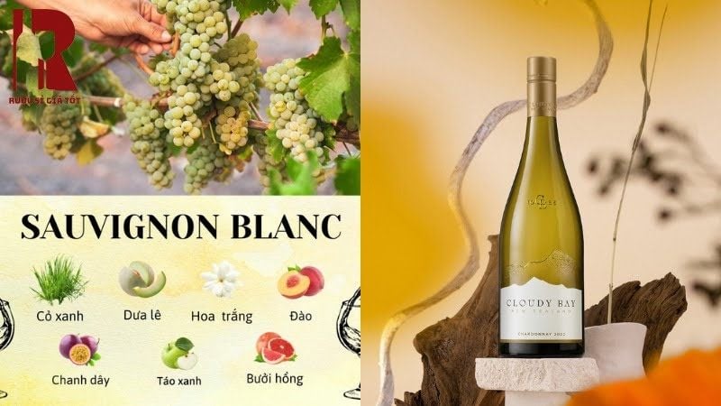 Giống nho Sauvignon Blanc