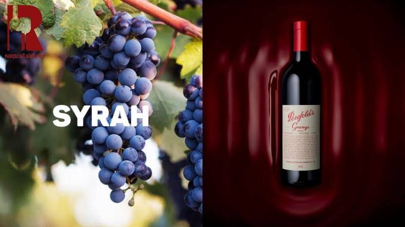 Giống nho Syrah