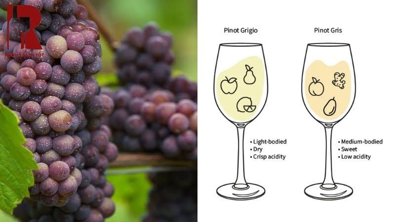 Giống nho Pinot Grigio