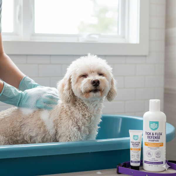 cach-tri-bo-chet-cho-tan-goc