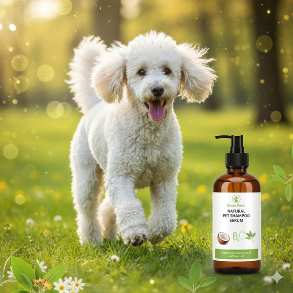 cham-soc-long-da-poodle-trang-theo-mua-voi-sua-tam-duong-am-beam-paws