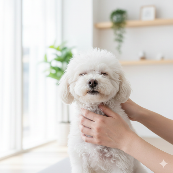 poodle-hoi-sau-tam-cach-khu-mui