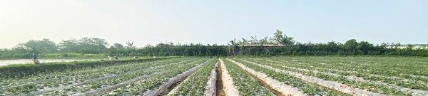 Vùng dược liệu SADU