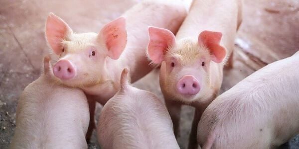 Hình ảnh bài viết