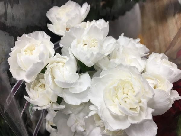hoa cẩm chướng trắng