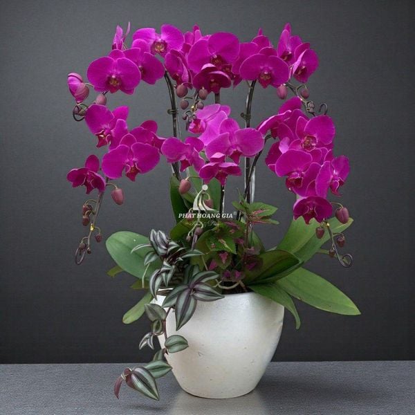 hoa sinh nhật cho nam