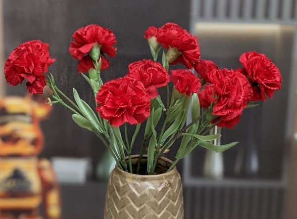 hoa cẩm chướng đỏ