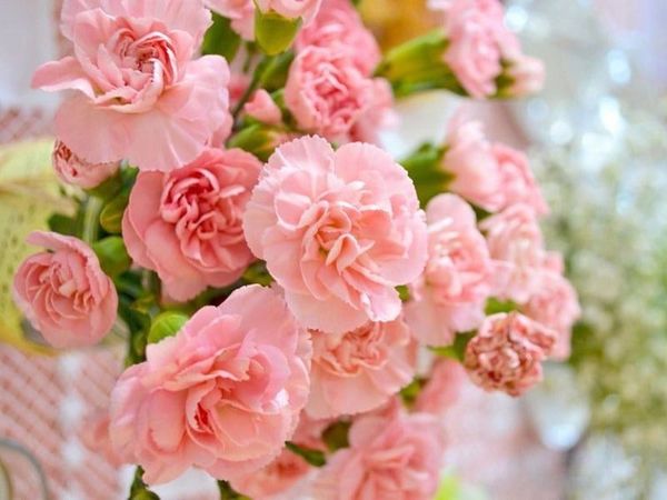 hoa cẩm chướng hồng