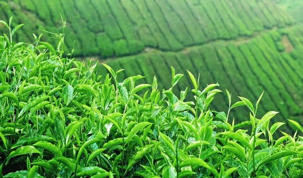 Hình ảnh bài viết