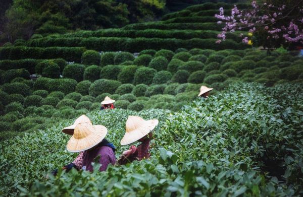 Hình ảnh bài viết