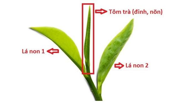 Hình ảnh bài viết