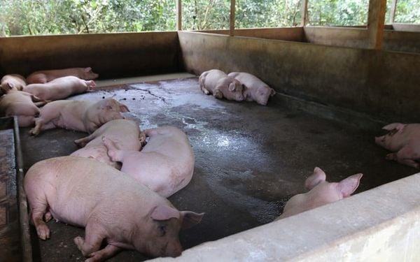 Kinh nghiệm chăm heo mùa giao mùa giúp đàn heo khỏe mạnh, hạn chế dịch bệnh trong chuồng nuôi - vietvet