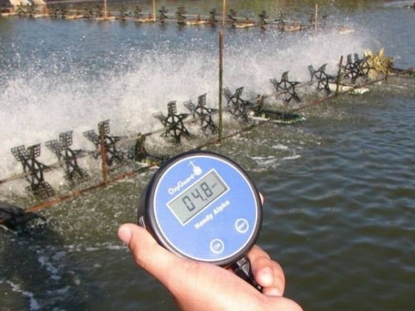 Cách đo và kiểm tra độ pH ao tôm tốt nhất vào buổi sáng và chiều