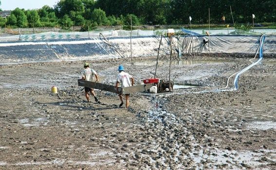 Cải tạo ao nuôi tôm sau khi có dịch đốm trắng và đỏ thân