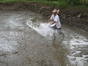 Vai trò của vôi ổn định pH trong quản lý môi trường ao nuôi