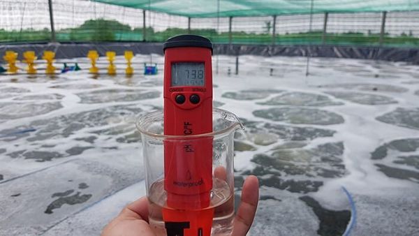 Cách tăng pH ao tôm khi quá thấp sau trời mưa.