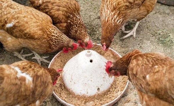 Phối hợp cân đối giữa canxi, photpho và các khoáng vi lượng giúp cơ thể gà hấp thu dinh dưỡng tối đa, giảm thiểu tỷ lệ thoái hóa xương ở gà đẻ và giữ năng suất trứng ổn định