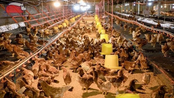 Sự kết hợp giữa đá vôi mịn và thô giúp cung cấp canxi liên tục suốt đêm, đảm bảo quá trình tạo vỏ trứng mà không gây tổn hại đến hệ xương, hạn chế bệnh thoái hóa xương ở gà đẻ