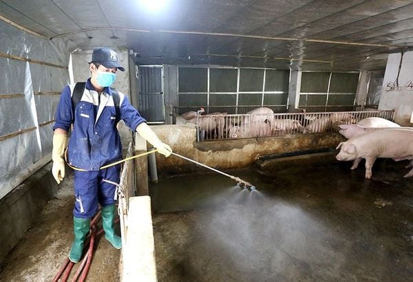 Kiểm soát môi trường chuồng nuôi ngăn ngừa heo nái ít sữa