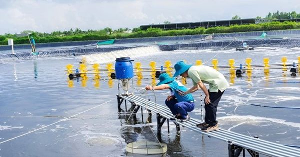 Hệ thống ao nuôi trồng thủy sản cần được che chắn và quản lý nguồn nước trong mùa mưa bão