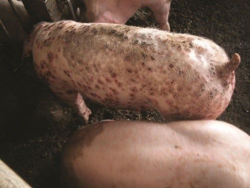 Triệu chứng nổi nốt ban đỏ rải rác trên da do bệnh viêm da kích ứng trên heo