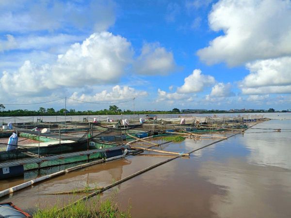 Mô hình nuôi trồng thủy sản bằng lồng bè trên sông cần được gia cố trước mùa mưa bão