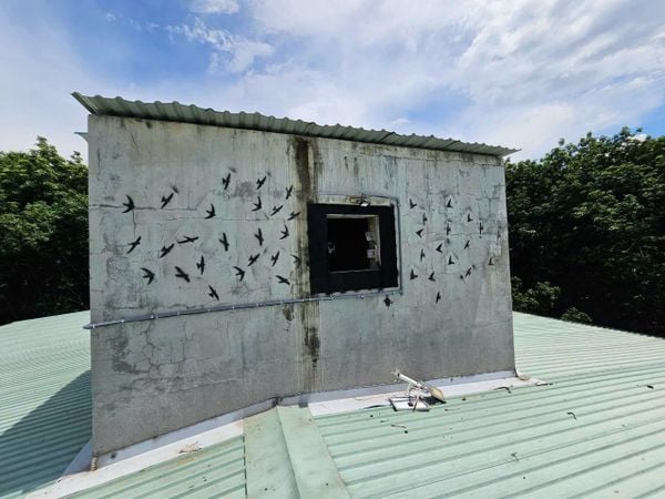 Hình ảnh bài viết