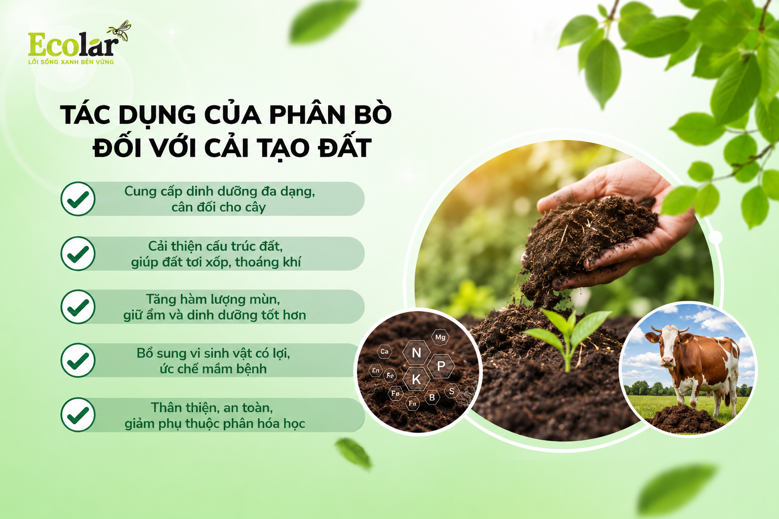Giải Đáp Nhanh: Phân Bò Có Thực Sự Giúp Cải Tạo Đất Không?