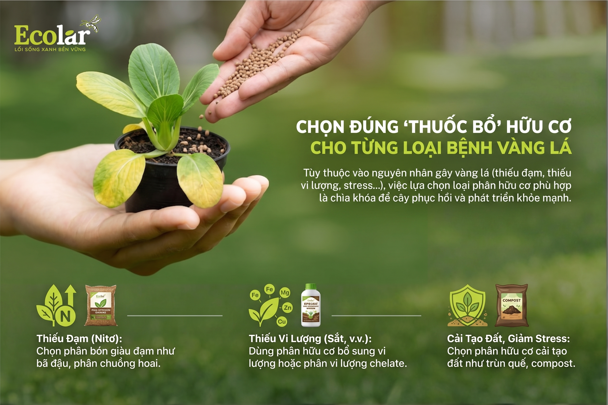 Chọn Đúng 'Thuốc Bổ' Hữu Cơ Cho Từng Loại Bệnh Vàng Lá