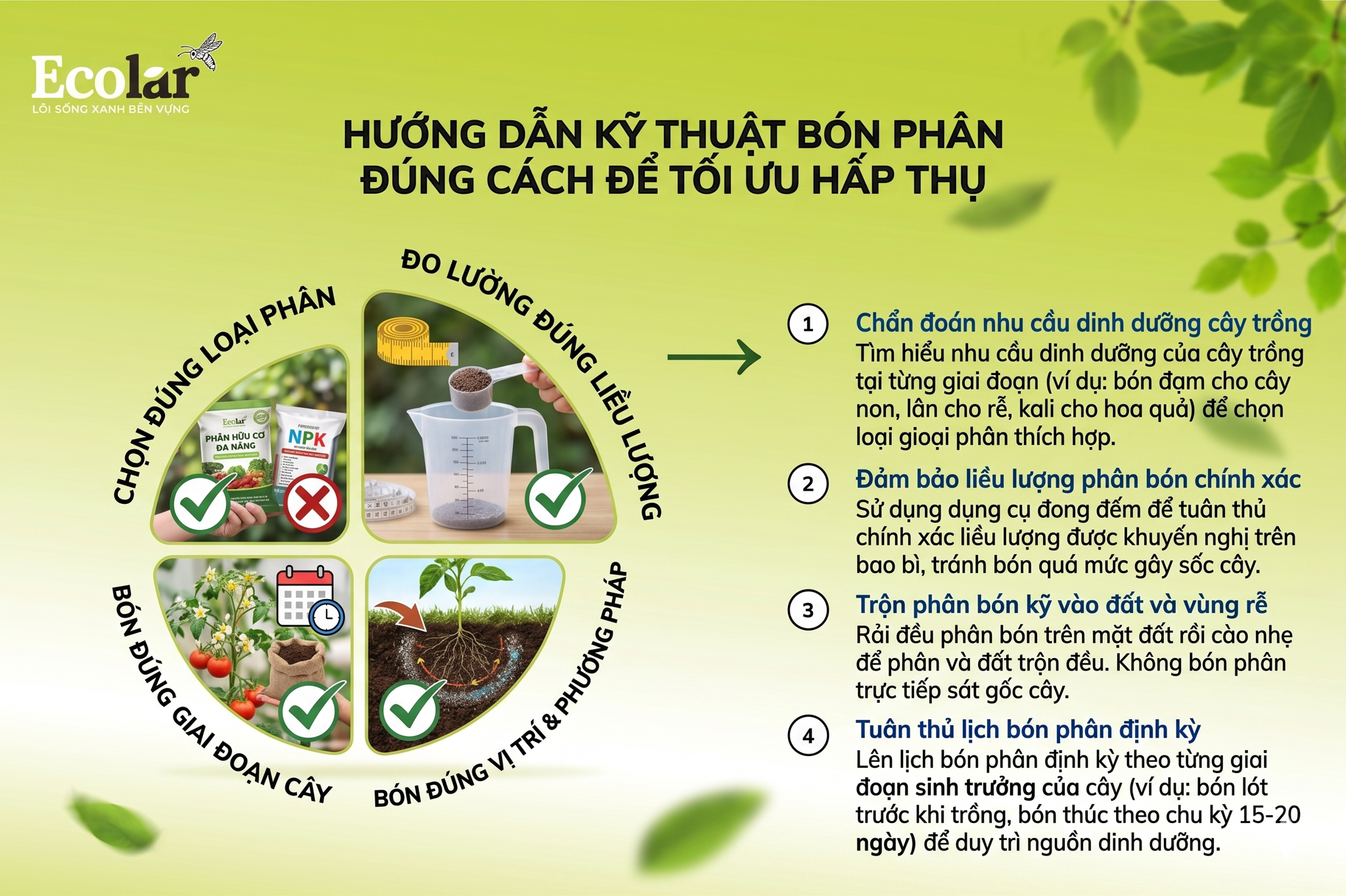 Hướng Dẫn Kỹ Thuật Bón Phân Đúng Cách Để Tối Ưu Hấp Thụ