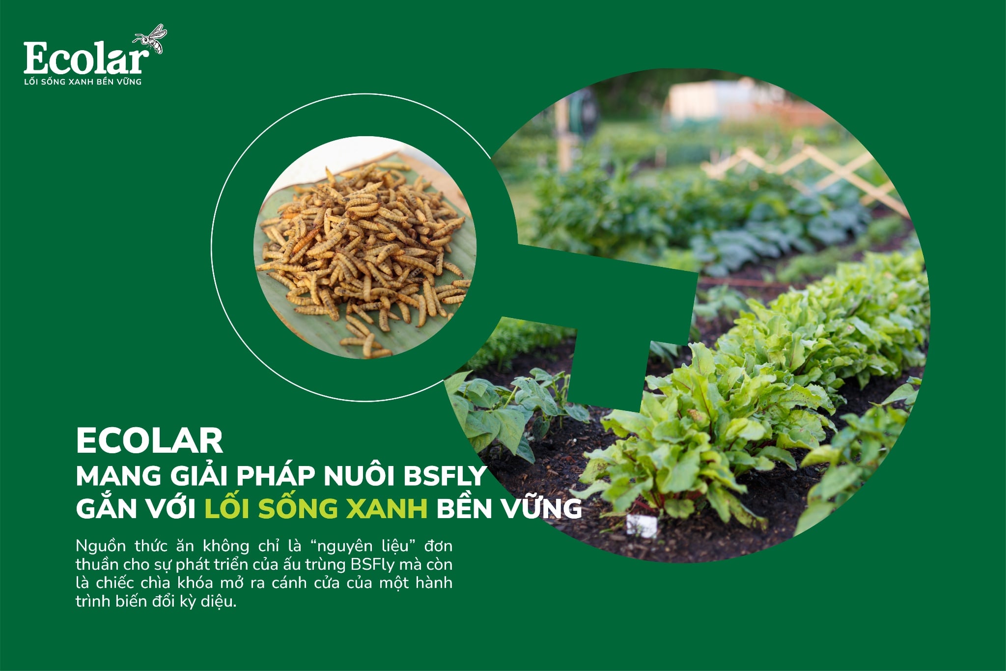 Ecolar mang giải pháp nuôi BSFly gắn với lối sống xanh bền vững