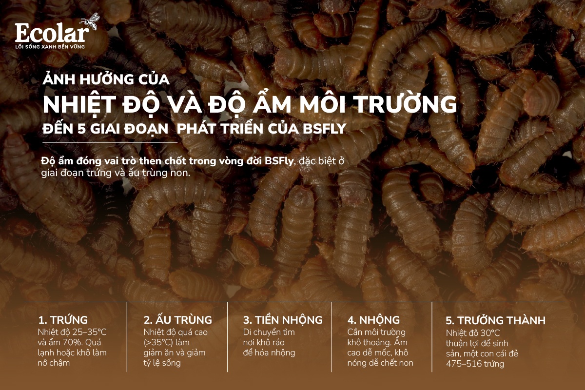 Ngưỡng nhiệt độ và độ ẩm tối ưu