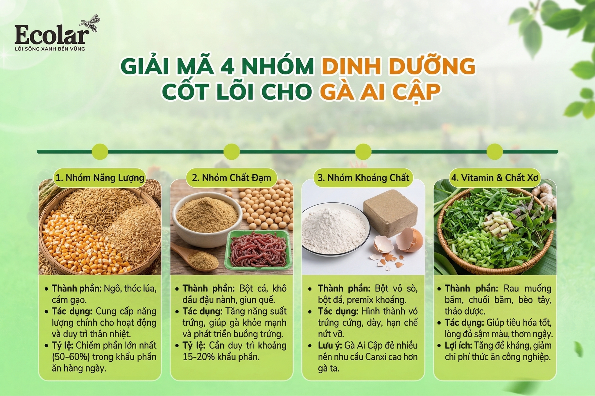 Giải Mã Nhu Cầu Dinh Dưỡng Cốt Lõi Của Gà Ai Cập