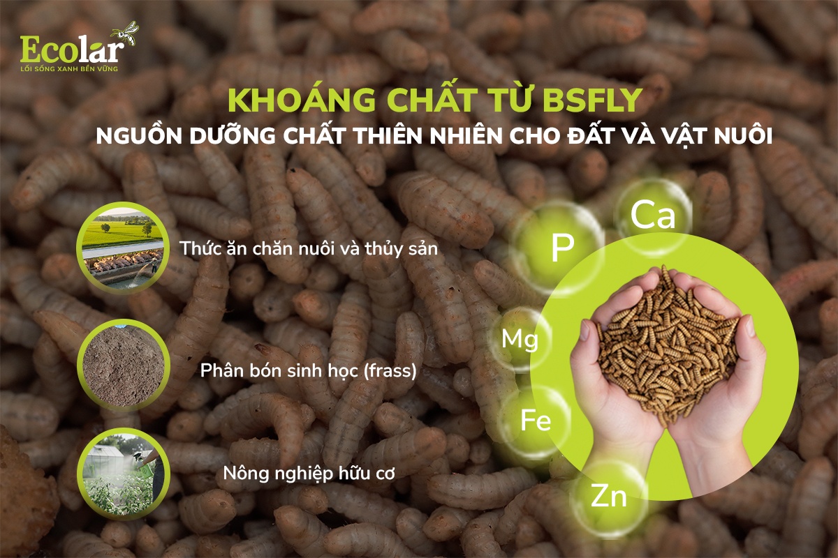 khoáng chất từ BSFLY