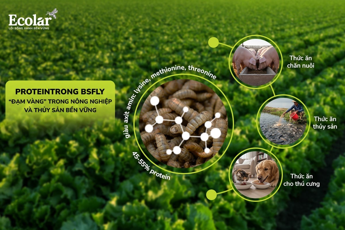 PROTEIN TRONG BSFLY