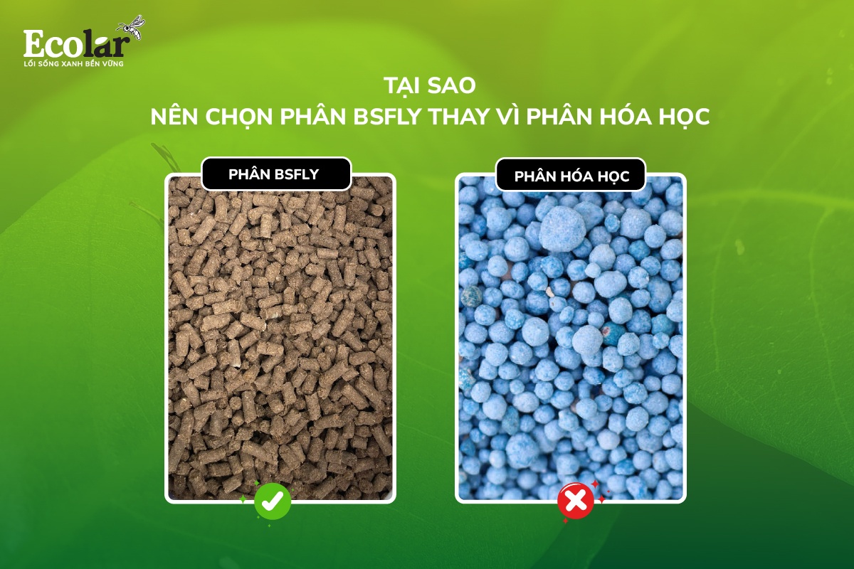 Tại sao nên chọn phân BSFly thay vì phân hóa học?