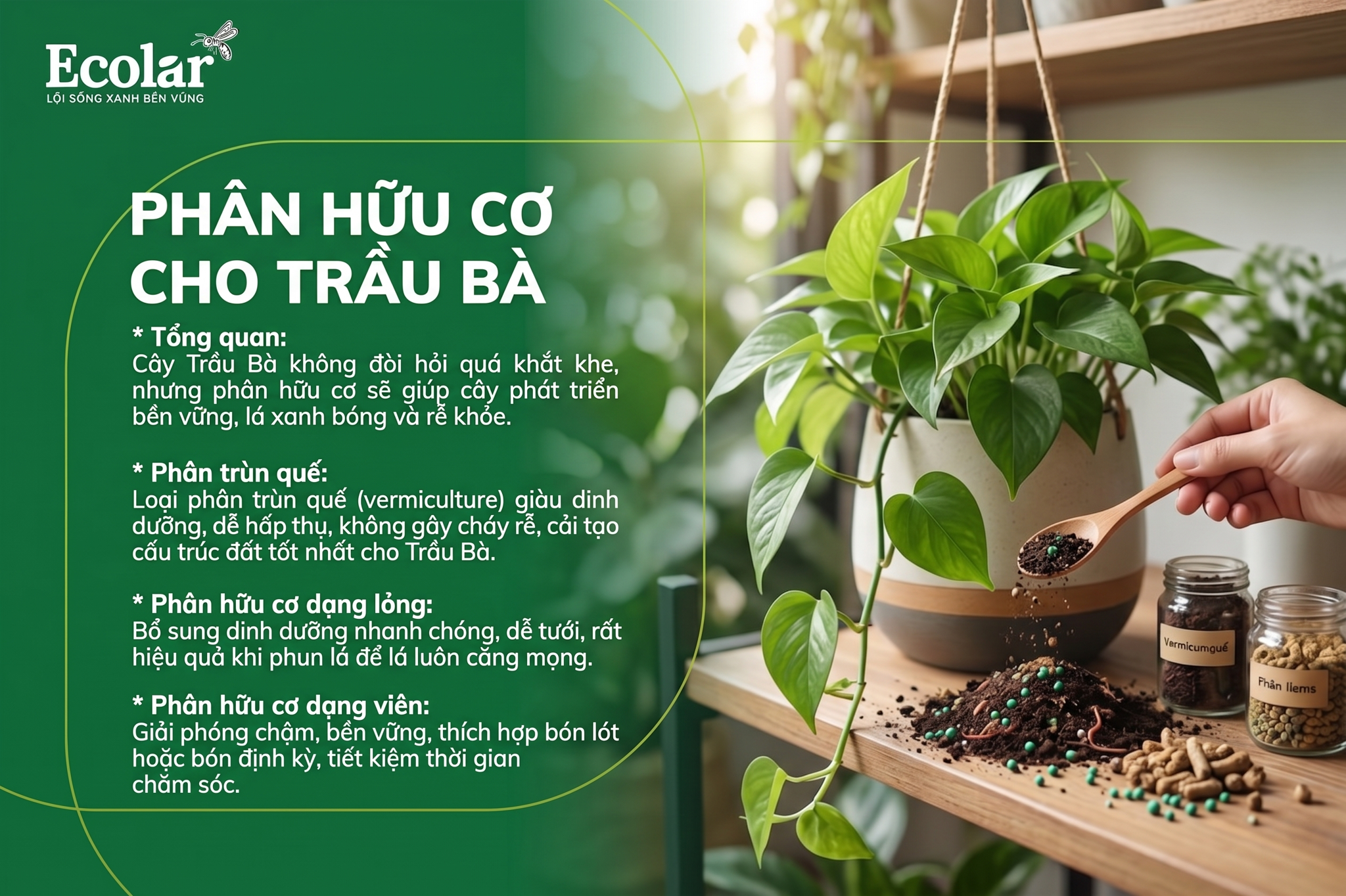 Phân Hữu Cơ Cho Cây Trầu Bà: Loại Nào Tốt Nhất?