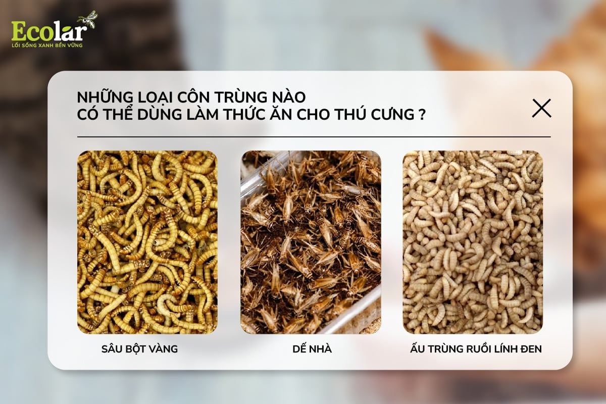 Những loài côn trùng nào có thể dùng làm thức ăn cho thú cưng?