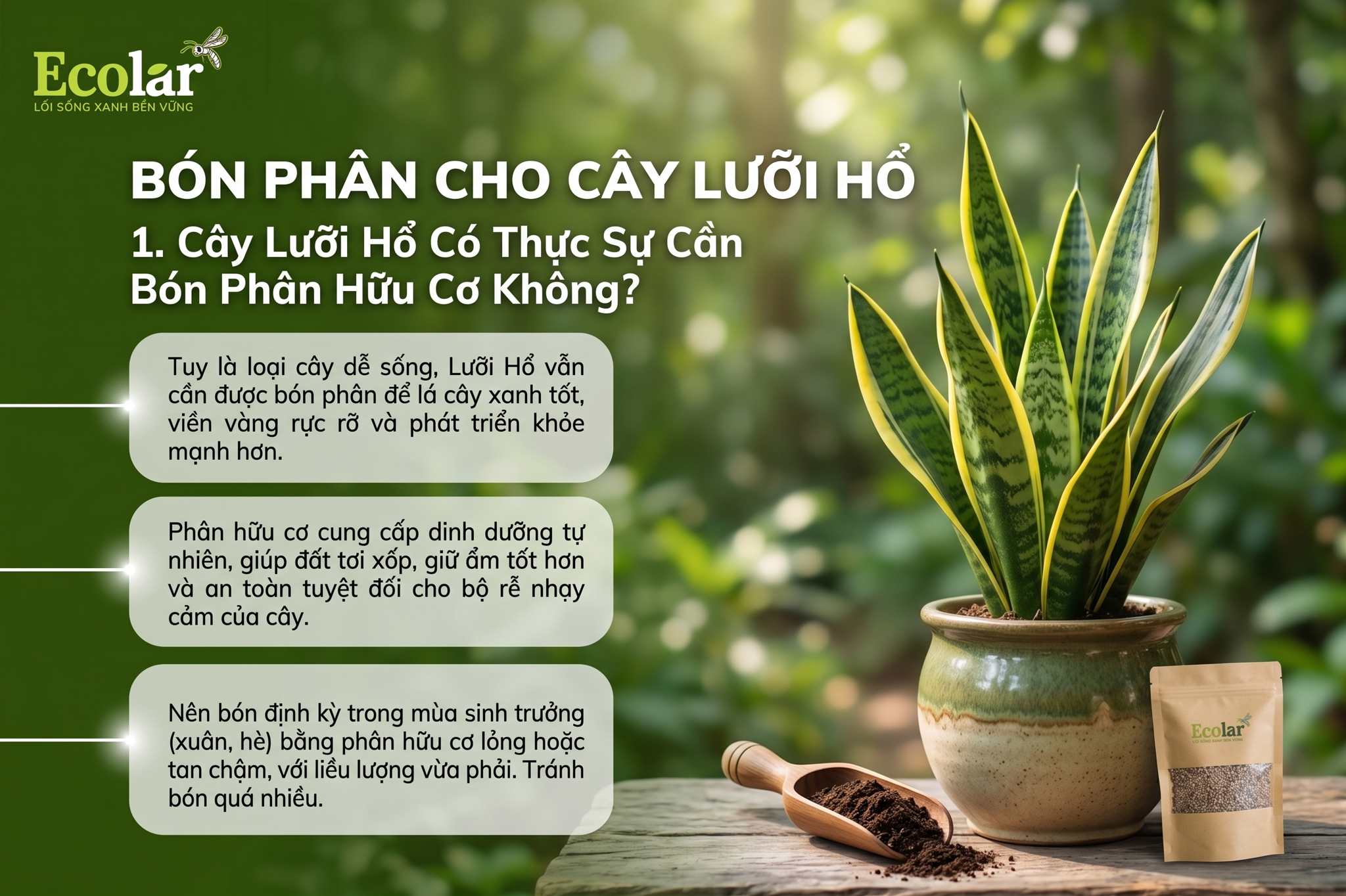Cây Lưỡi Hổ Có Thực Sự Cần Bón Phân Hữu Cơ Không?