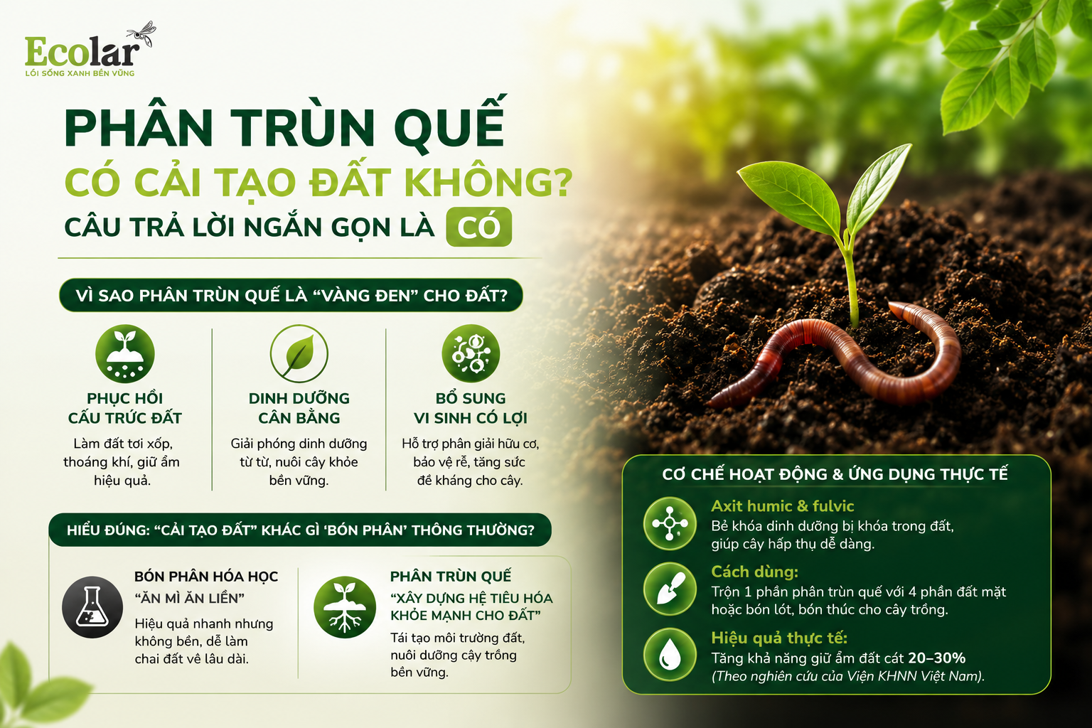 Phân Trùn Quế Có Cải Tạo Đất Không? Câu Trả Lời Ngắn Gọn Là CÓ