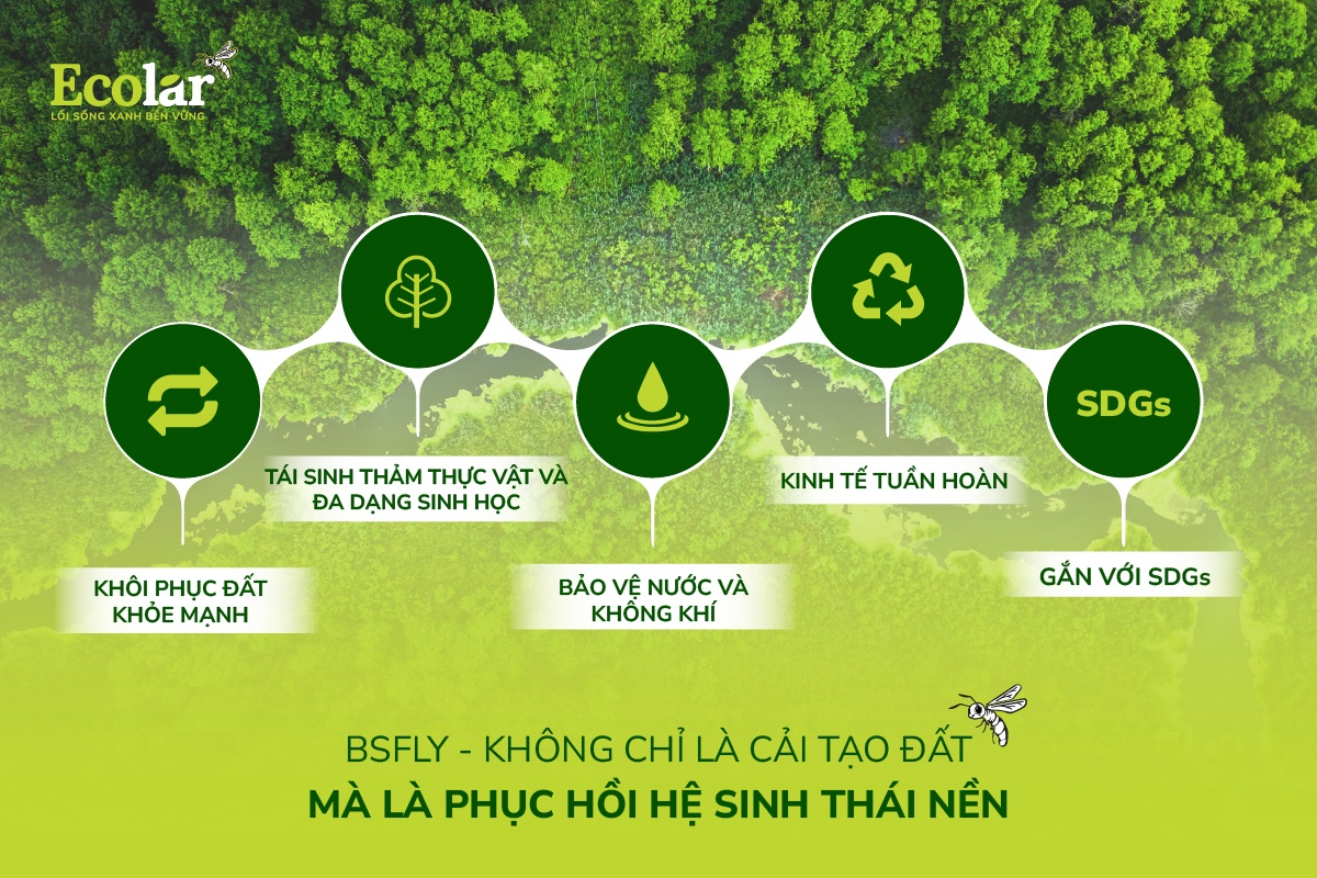 BSFly - Không chỉ là cải tạo đất mà là phục hồi hệ sinh thái nền